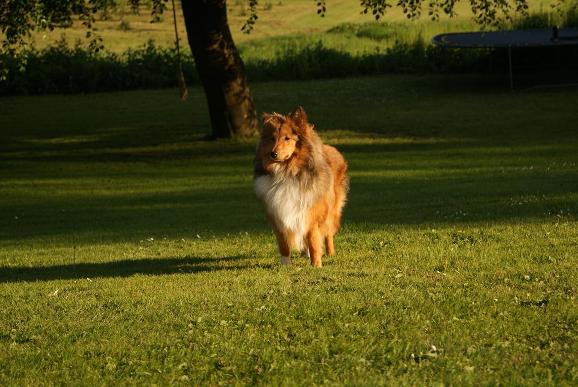 Shetland sheepdog Akela aka Keiko billede 7