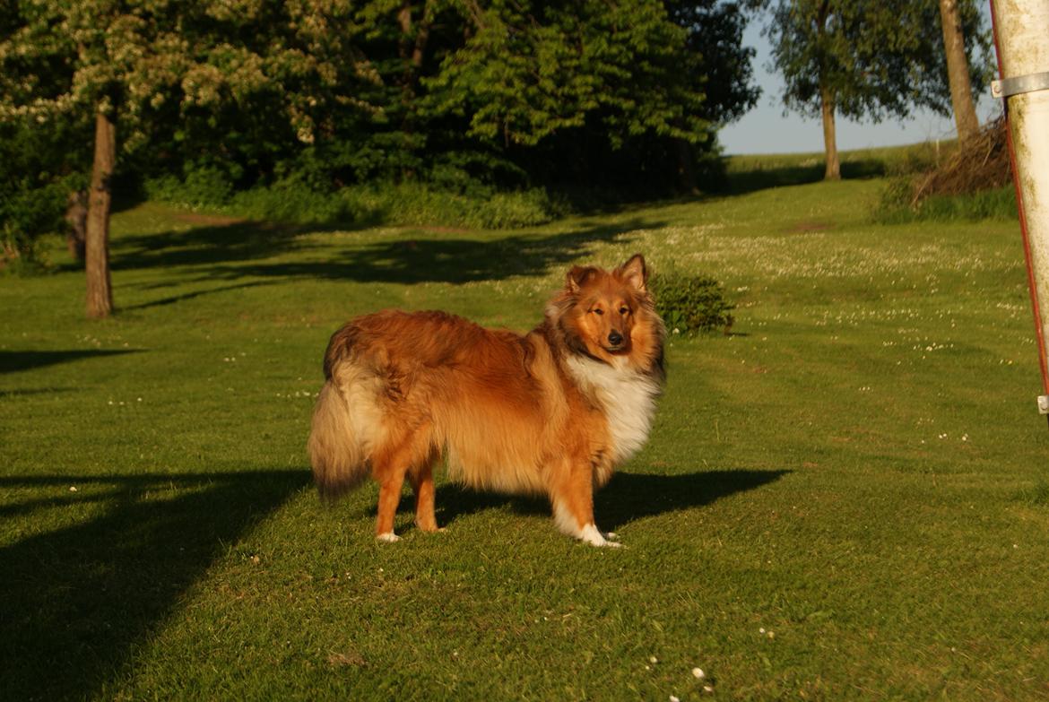 Shetland sheepdog Akela aka Keiko billede 2