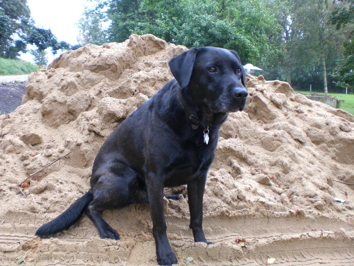 Blanding af racer Basse billede 4