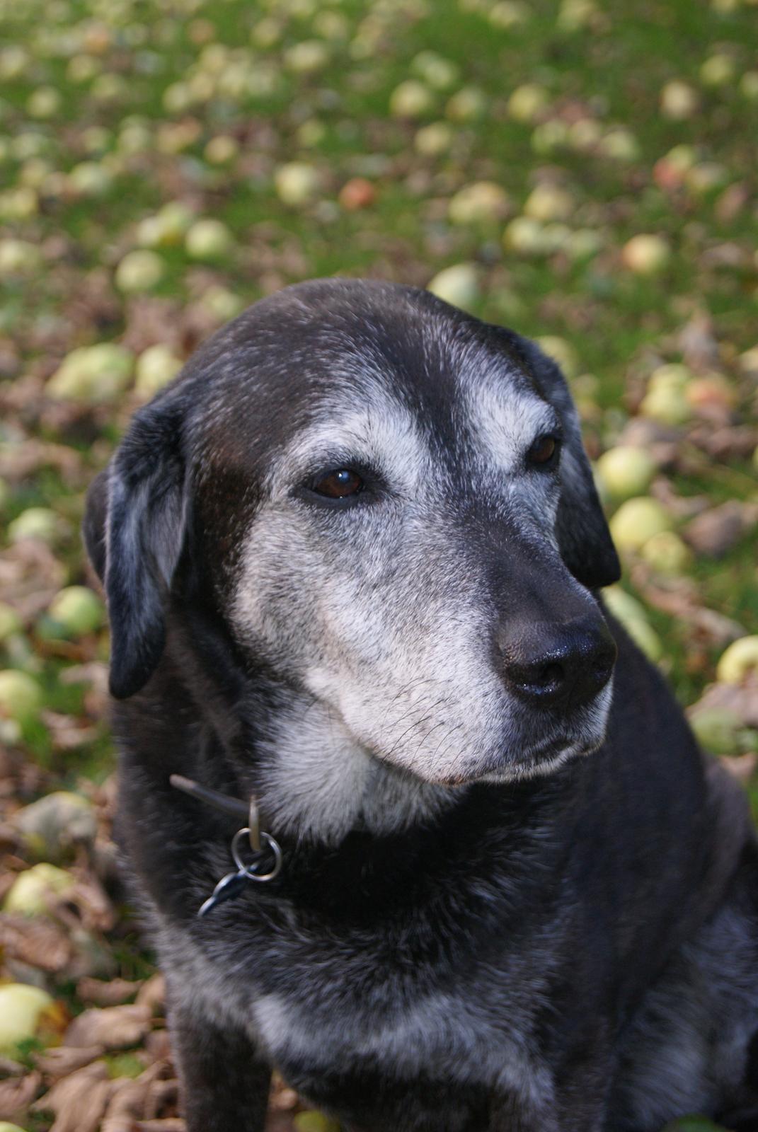 Blanding af racer Basse billede 5