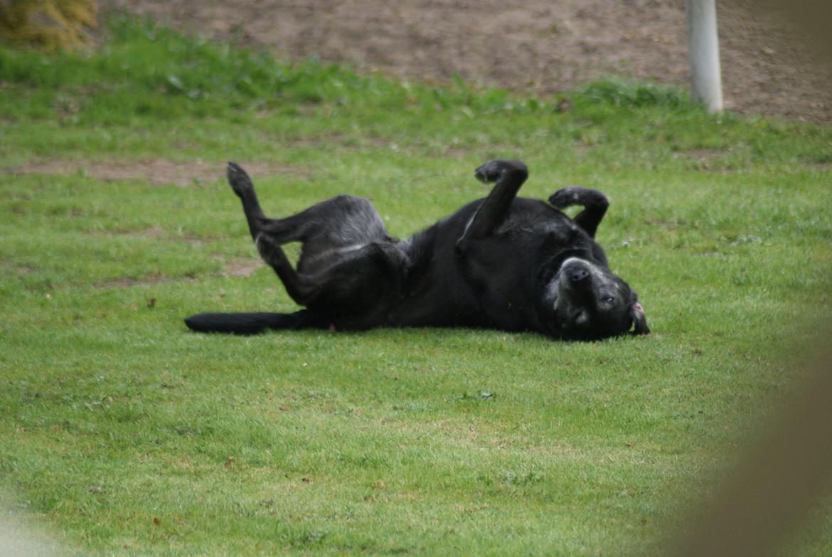 Blanding af racer Basse billede 3