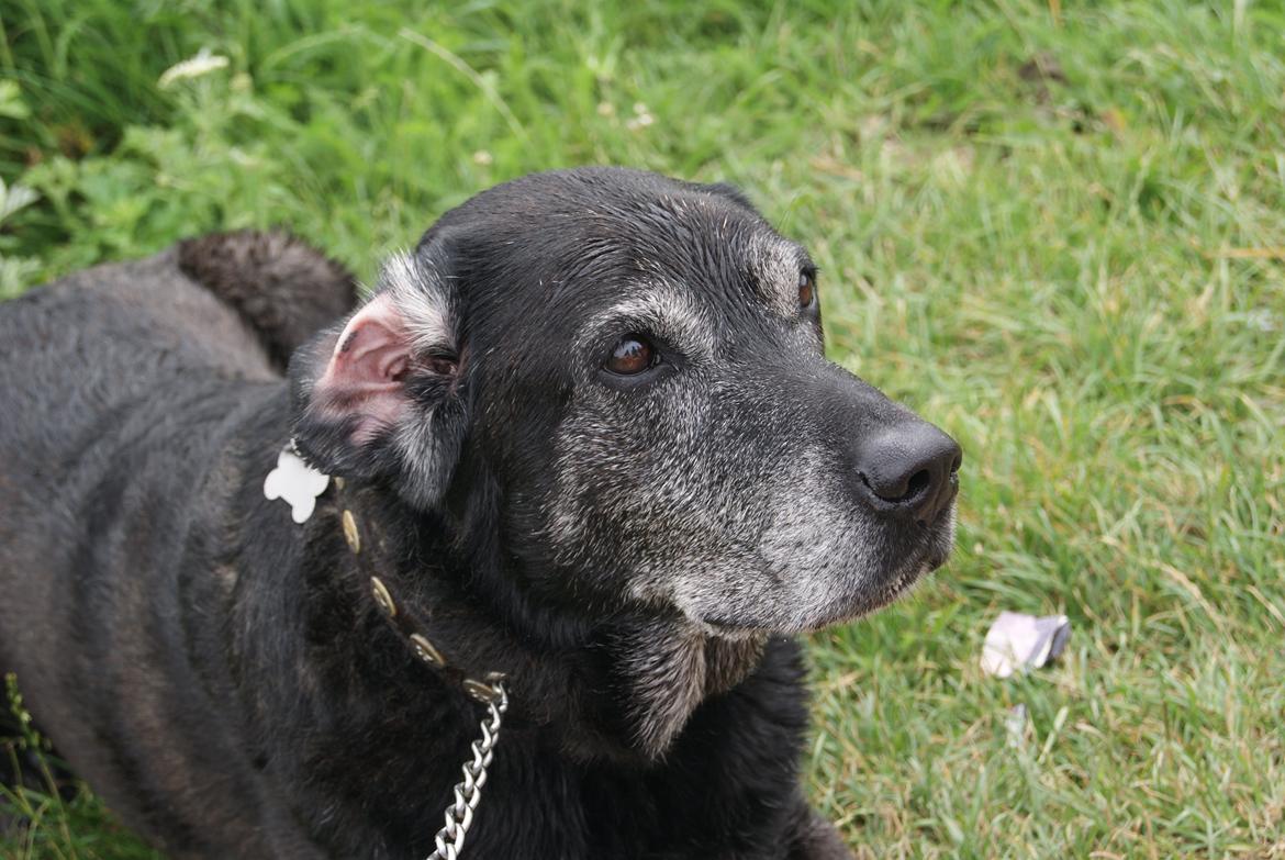 Blanding af racer Basse billede 2