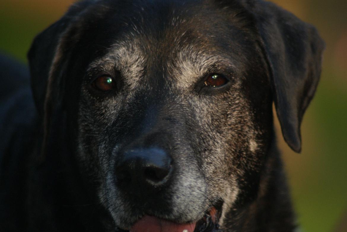 Blanding af racer Basse billede 1