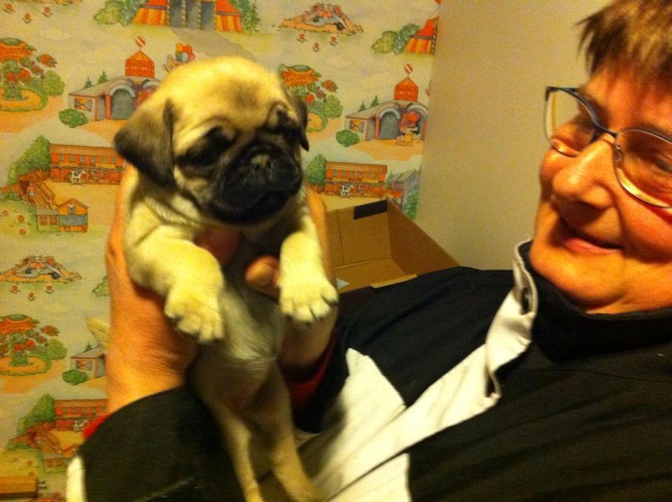 Mops Abby - den første gang jeg så hende her er hun 6 uger billede 1