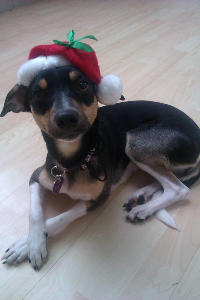 Blanding af racer Laika billede 19