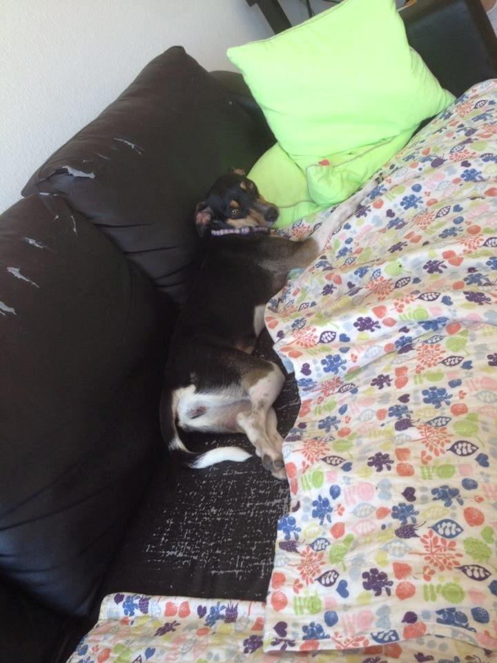 Blanding af racer Laika billede 2