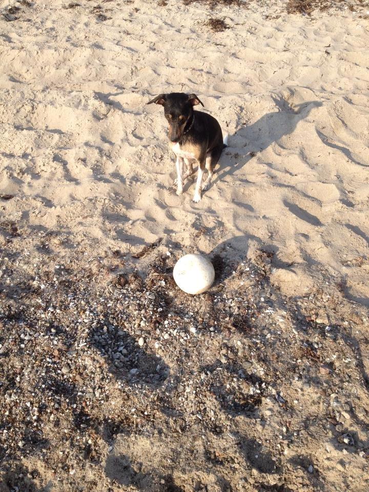 Blanding af racer Laika billede 3