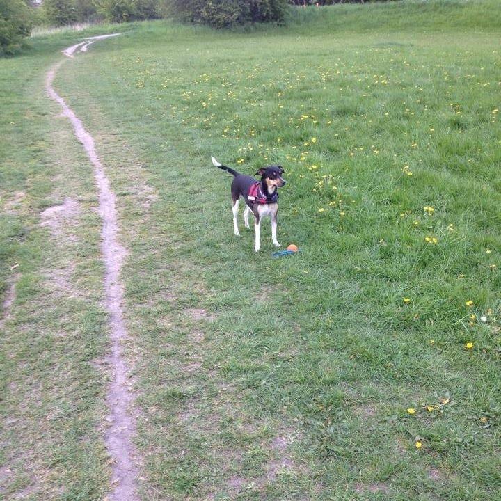 Blanding af racer Laika billede 5