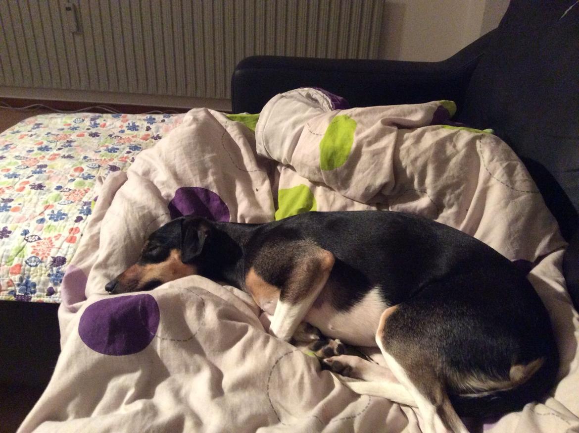 Blanding af racer Laika billede 7