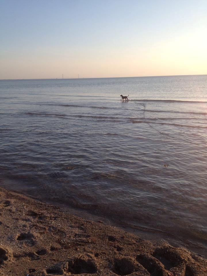 Blanding af racer Laika billede 8