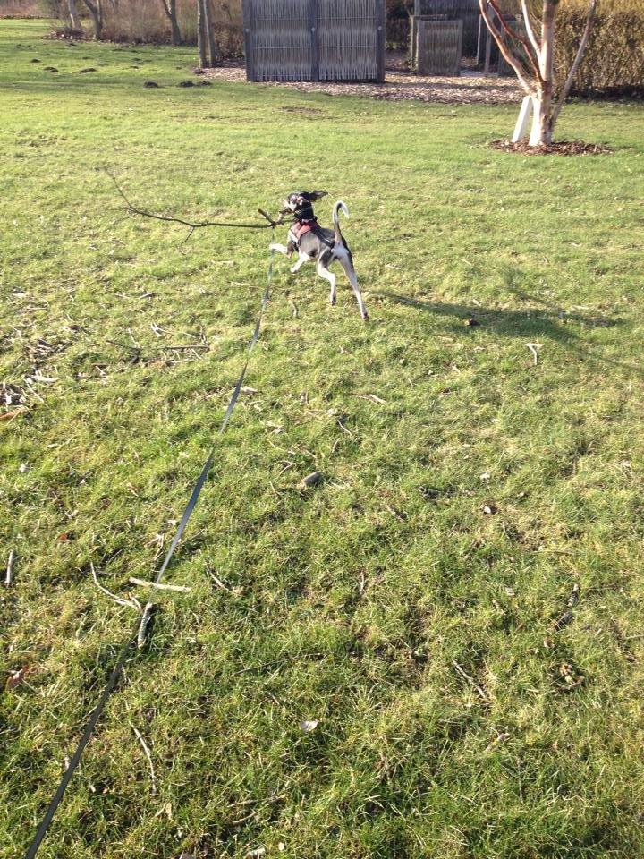 Blanding af racer Laika billede 9