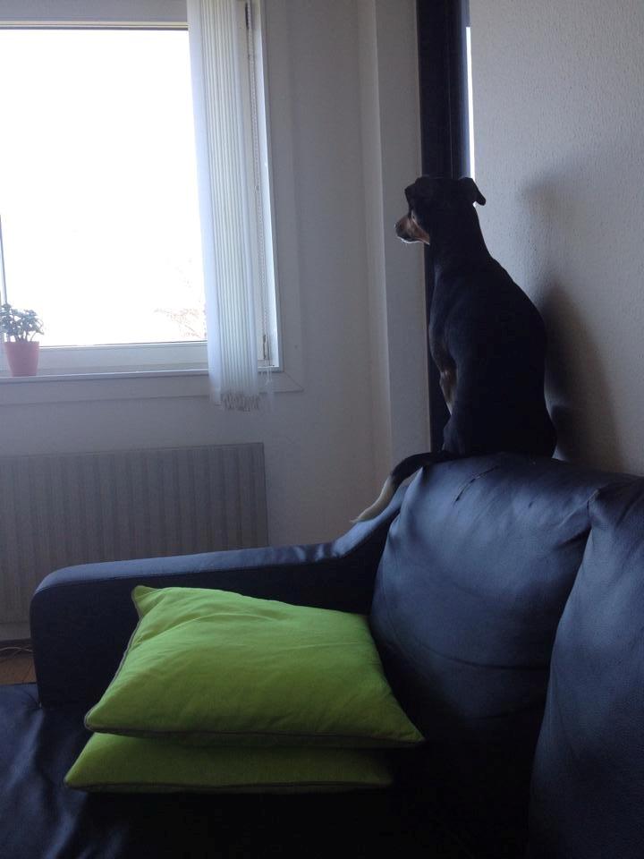 Blanding af racer Laika billede 10