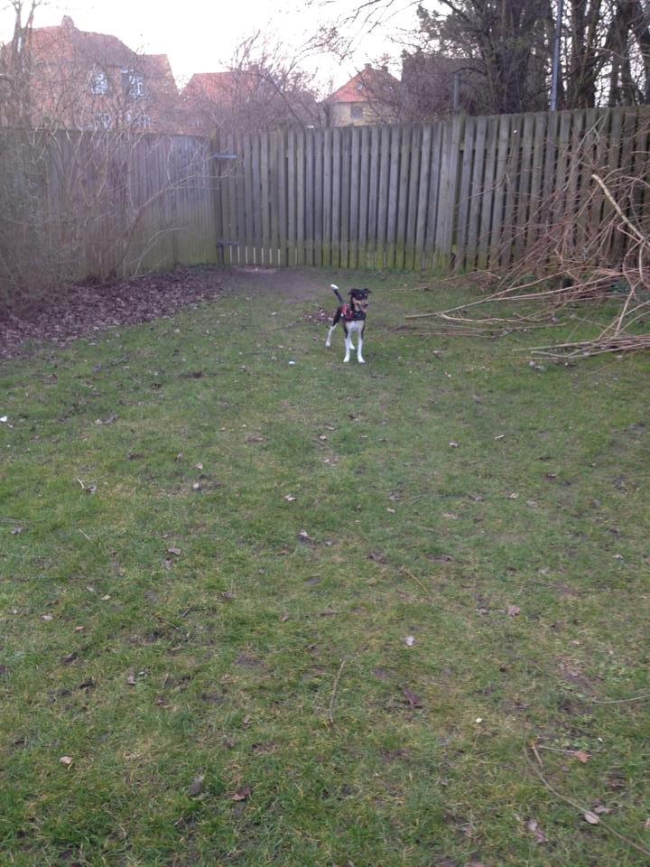 Blanding af racer Laika billede 11