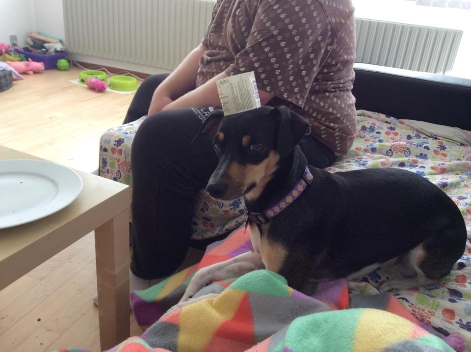 Blanding af racer Laika billede 12