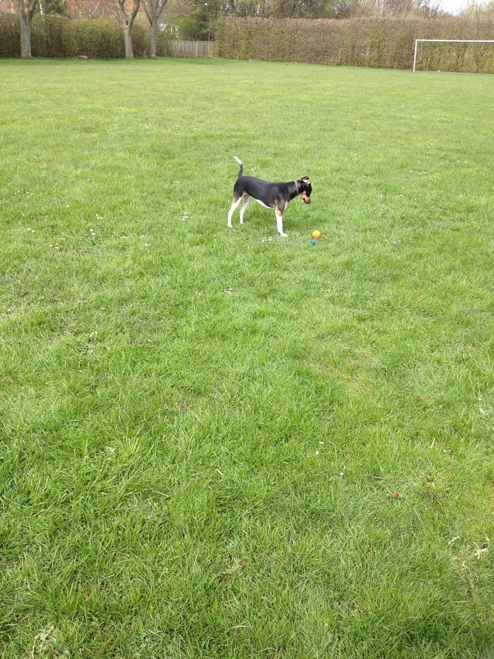 Blanding af racer Laika billede 13