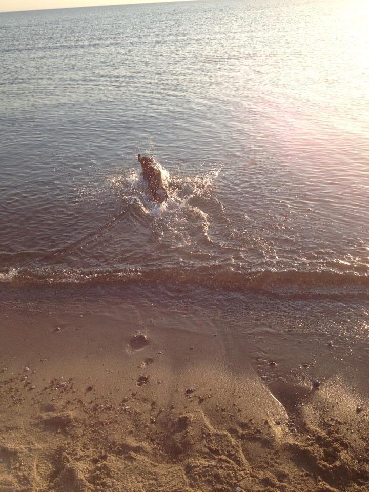 Blanding af racer Laika billede 14