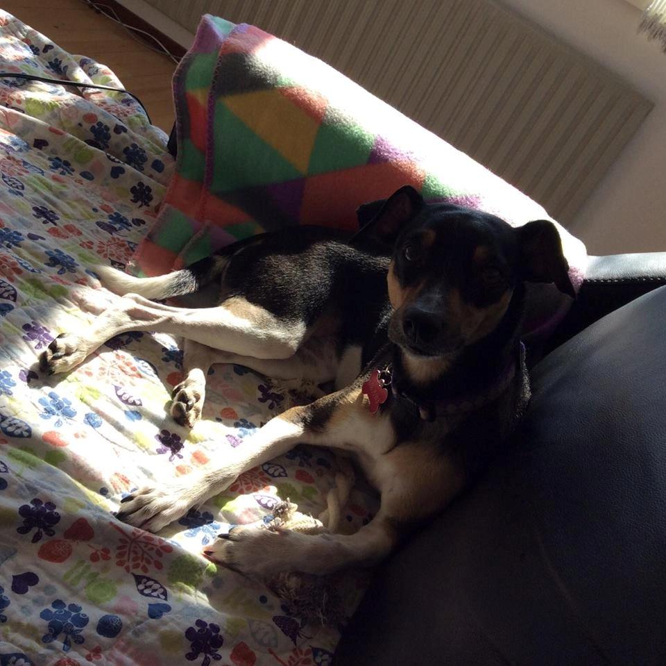 Blanding af racer Laika billede 15