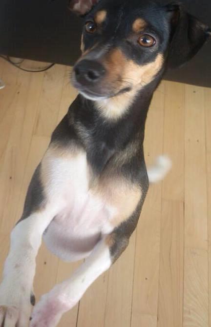 Blanding af racer Laika billede 1