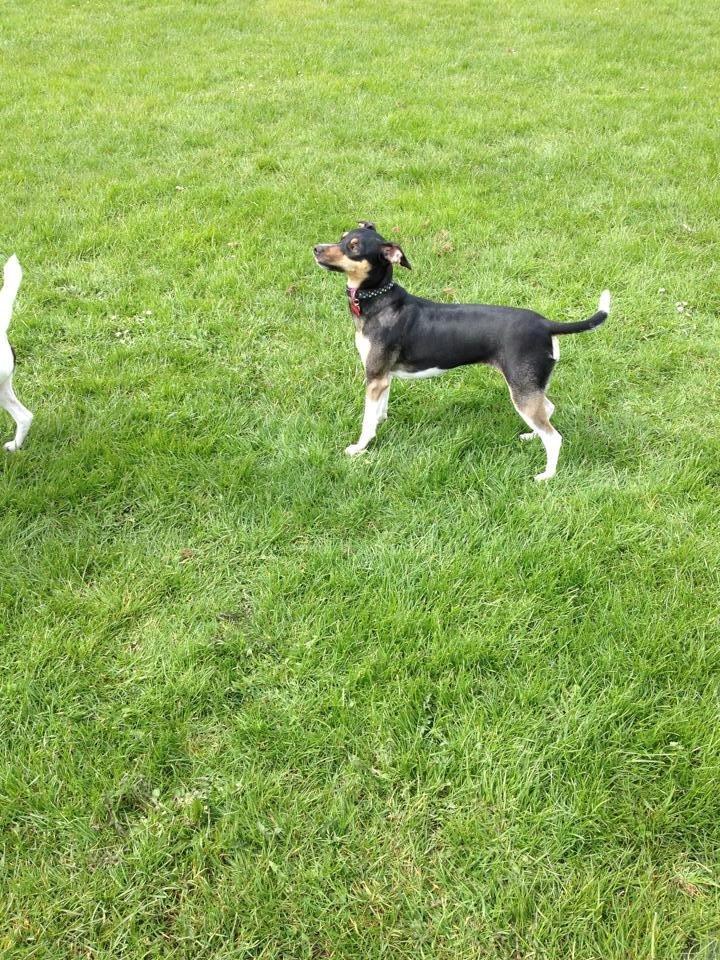 Blanding af racer Laika billede 16