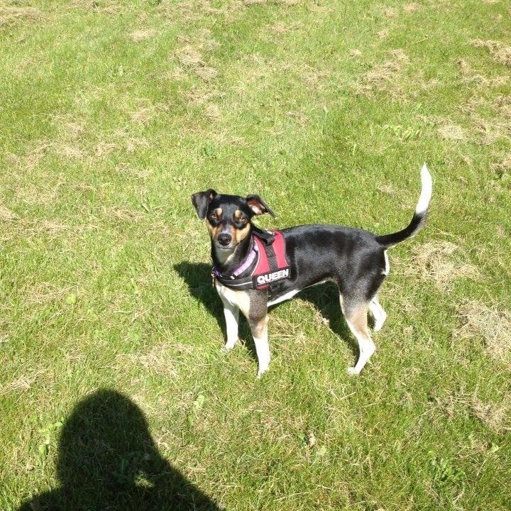 Blanding af racer Laika billede 4