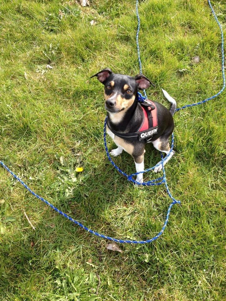 Blanding af racer Laika billede 6