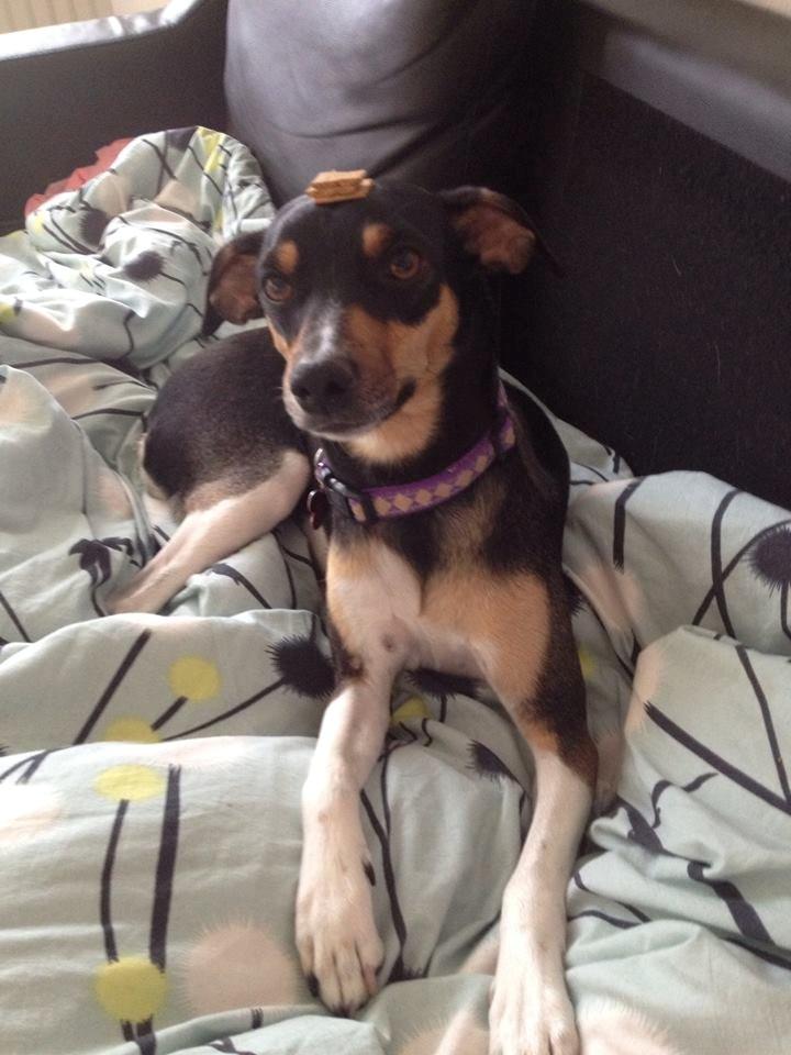 Blanding af racer Laika billede 18