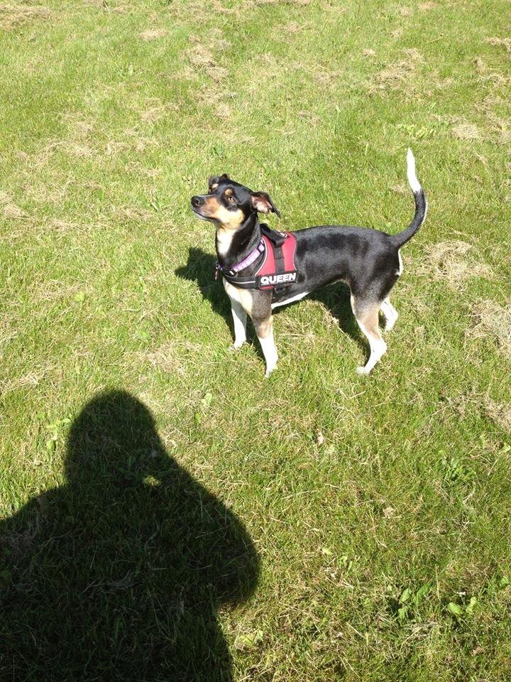 Blanding af racer Laika billede 17