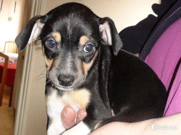 Blanding af racer Laika billede 20