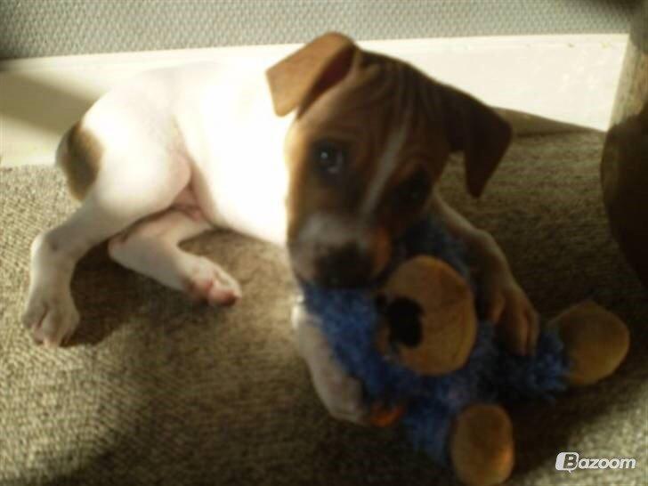 Dansk svensk gaardhund Erling billede 6