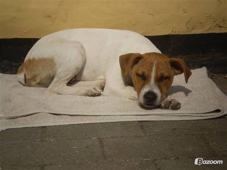 Dansk svensk gaardhund Erling billede 7