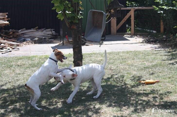 Dansk svensk gaardhund Erling billede 9