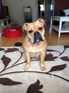 Olde english bulldogge Kida billede 1