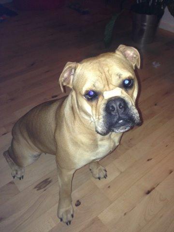 Olde english bulldogge Kida billede 3