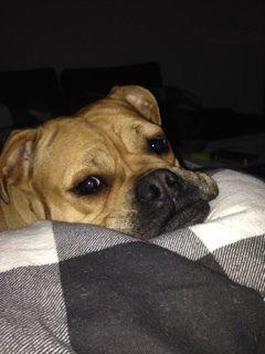 Olde english bulldogge Kida billede 4