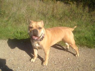 Olde english bulldogge Kida billede 5