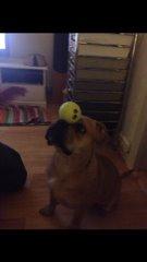 Olde english bulldogge Kida billede 6