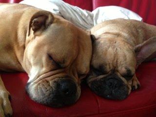 Olde english bulldogge Kida billede 7