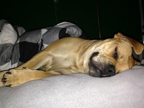 Olde english bulldogge Kida billede 8