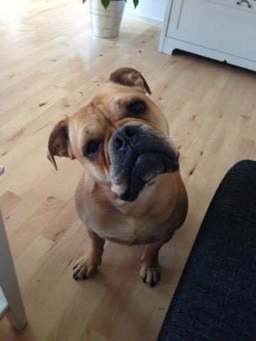 Olde english bulldogge Kida billede 10