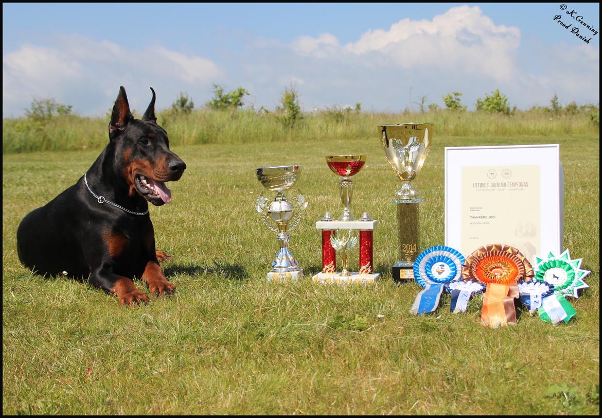 Dobermann LTJCH PLJW14 BALJW14 ROCH Tahi-Reme Jedi billede 21