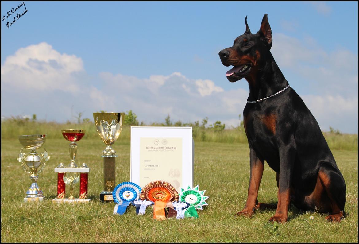 Dobermann LTJCH PLJW14 BALJW14 ROCH Tahi-Reme Jedi - 10 mdr og netop blevet Baltic junior vinder og Junior Champion af Litauen i Maj 2014 billede 18