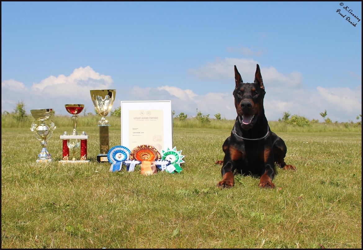 Dobermann LTJCH PLJW14 BALJW14 ROCH Tahi-Reme Jedi billede 20