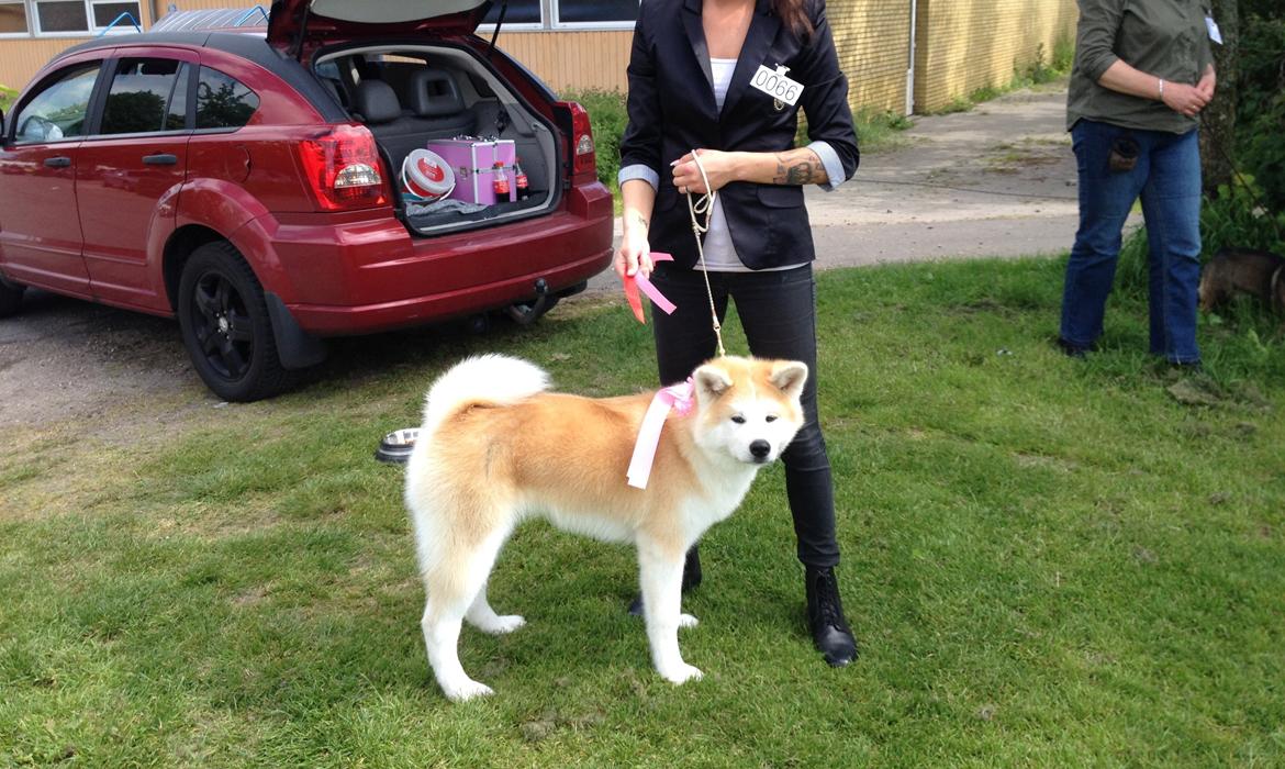 Akita inu K' Kaiser Go Akogareno - Kaiser på sin første udstilling i babyklasse, bedste baby i race og særdeles lovende.  billede 24