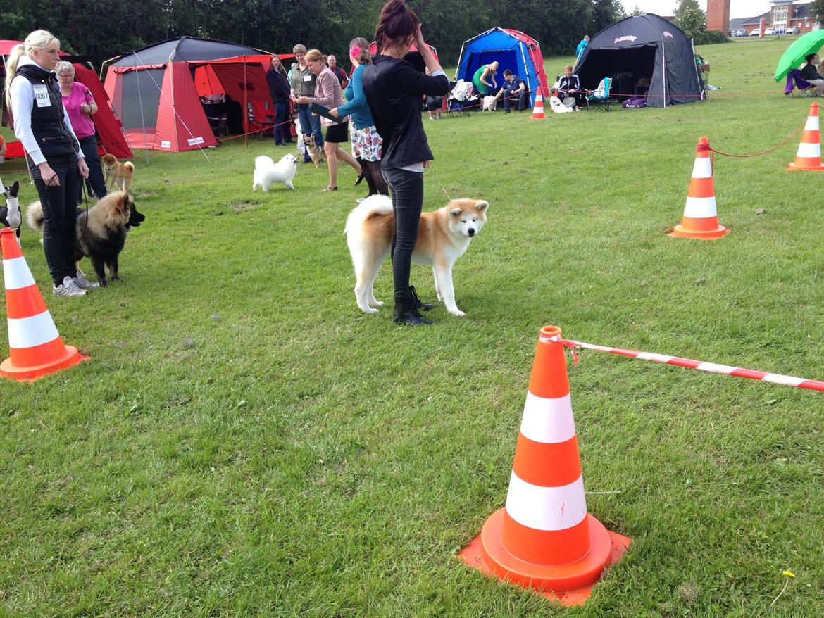 Akita inu K' Kaiser Go Akogareno - Kaiser på sin første udstilling i babyklasse, bedste baby i race og særdeles lovende.  billede 26