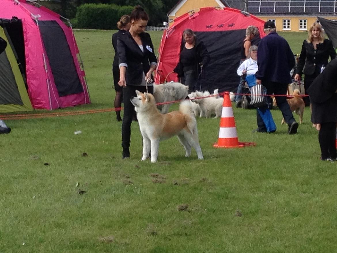 Akita inu K' Kaiser Go Akogareno - Kaiser på sin første udstilling i babyklasse, bedste baby i race og særdeles lovende.  billede 25