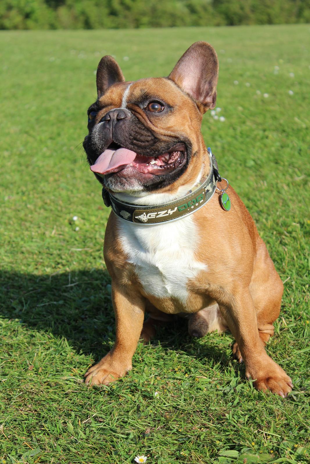 Fransk bulldog Arnold - 1/6-2014 billede 21