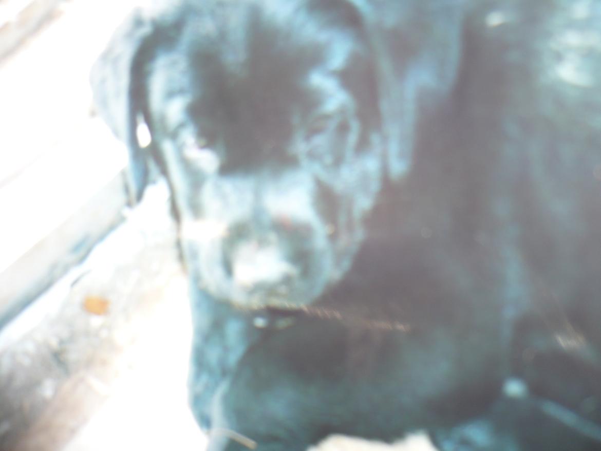 Labrador retriever Mania - min mania som hvalp billede 4