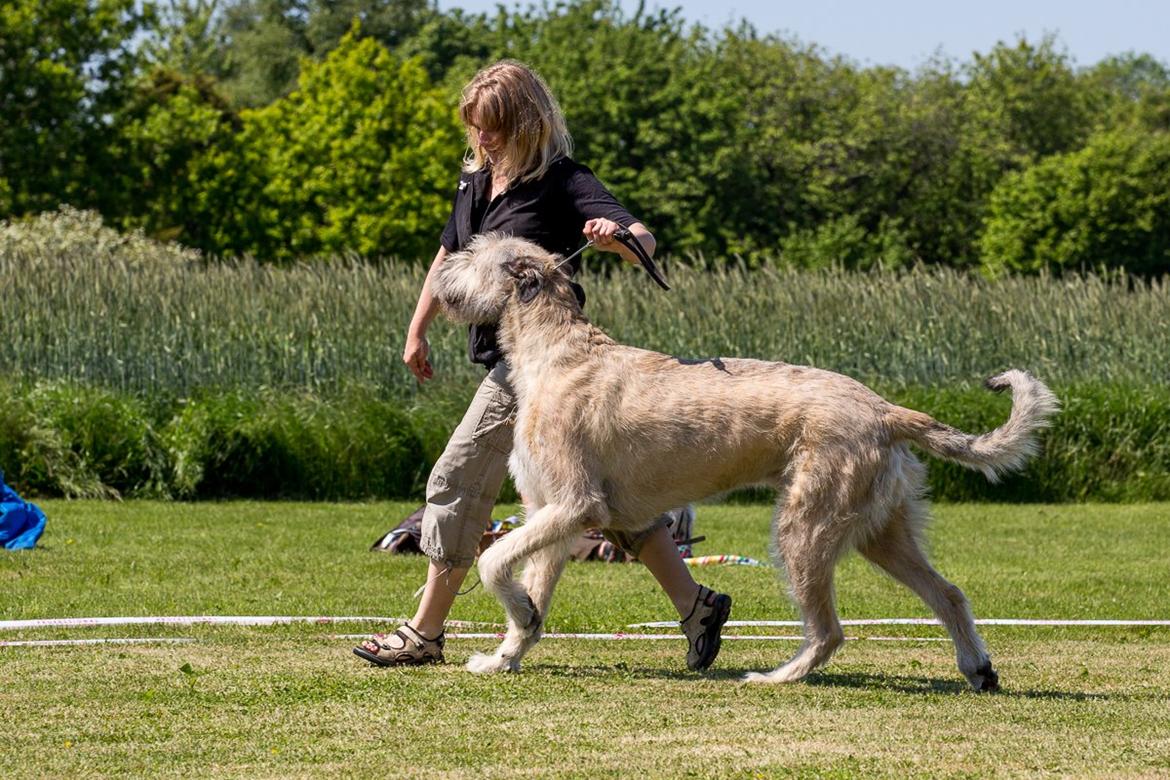 Irsk ulvehund Morgan - Ved Skue, 01.06.2014 billede 16