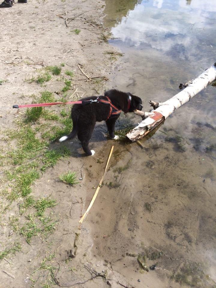 Border collie Panda billede 9