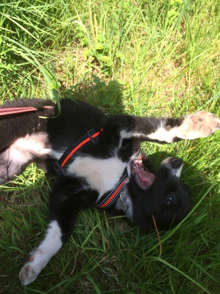 Border collie Panda billede 7